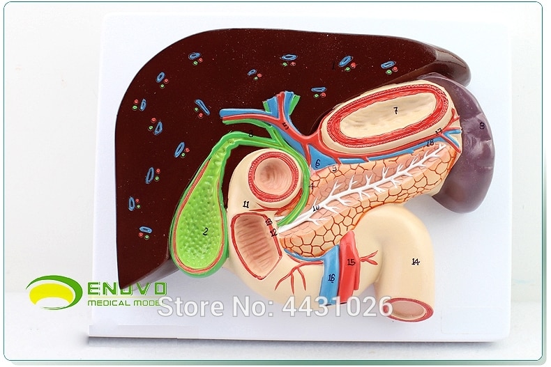 Enovo gastro-biliary pancreaticoduodenal gastric   ȭ ý ä 